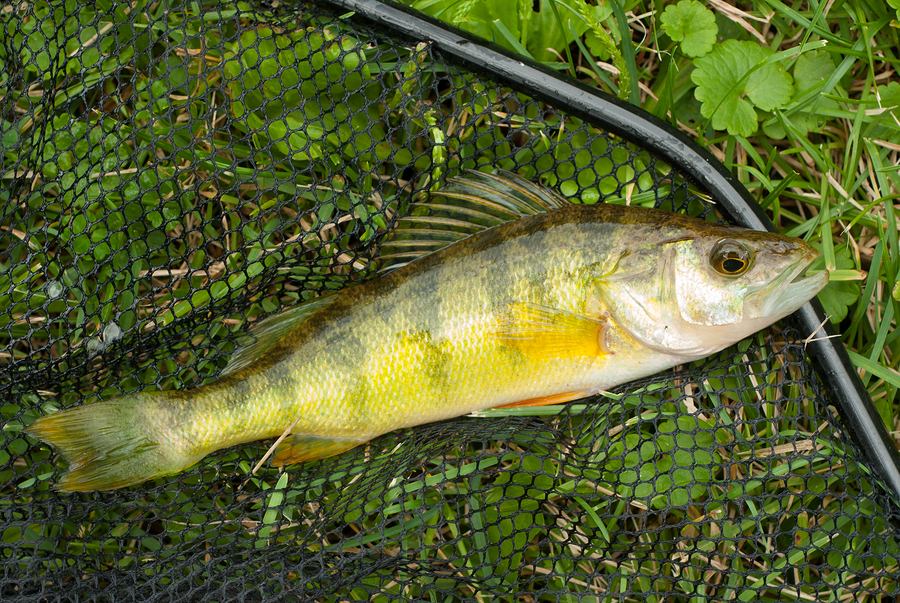 Perch Fishing can lead to Great Things – Ultimate Fishing