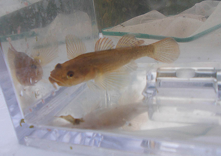 Native Flathead Gudgeon and Freshwater Shrimp recovered from undisclosed location in Victoria, Australia.