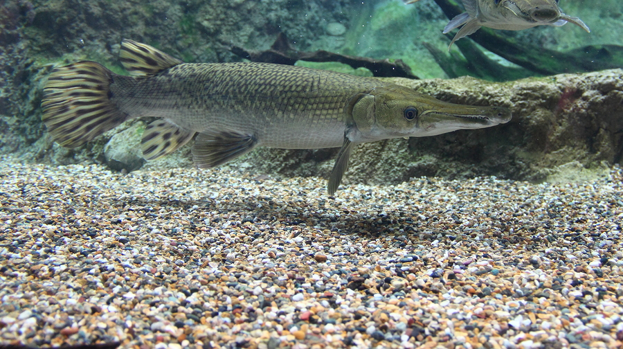 Hook into an Alligator Gar and you will understand quickly the meaning of  real fish! – Ultimate Fishing Worldwide Fishing News