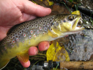 Brown Trout